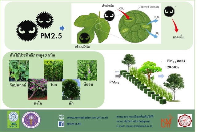 วช.หนุนงานวิจัย มจธ.ใช้พืชยืนต้นลดฝุ่น PM 2.5 เสริมสร้างคุณภาพที่ดีในอากาศ 